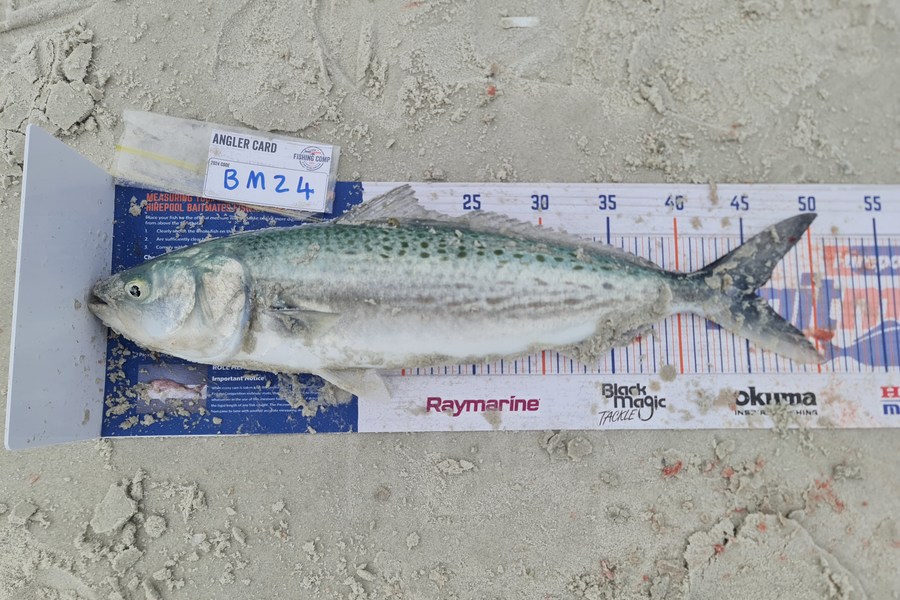 Xavier Akatere caught this 45.5cm Kahawai at Northland during The Hirepool Baitmates Fishing Comp
