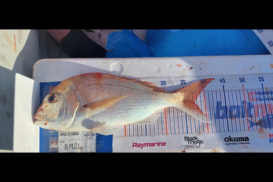 Amy Brewer caught this 37.5cm Snapper at Waikato during The Hirepool Baitmates Fishing Comp