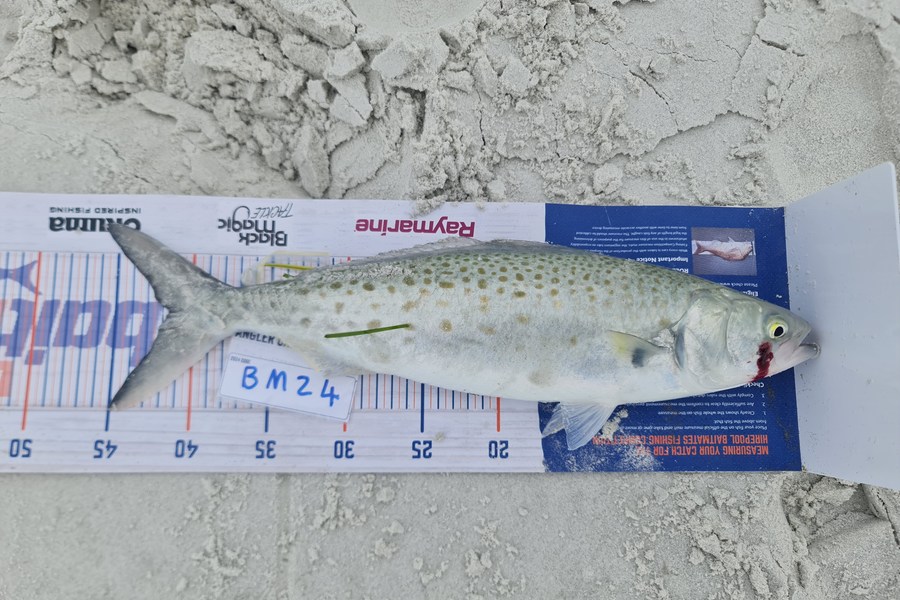 Lloyd Akatere caught this 41.5cm Kahawai at Northland during The Hirepool Baitmates Fishing Comp