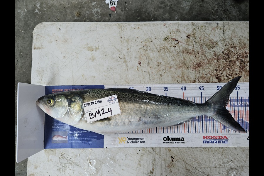 Shane Wilson caught this 51.5cm Kahawai at Hawkes Bay during The Hirepool Baitmates Fishing Comp