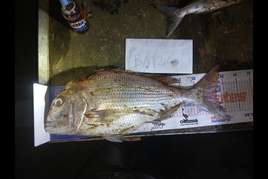 Bryce Taylor caught this 57.5cm Snapper at Northland during The Hirepool Baitmates Fishing Comp