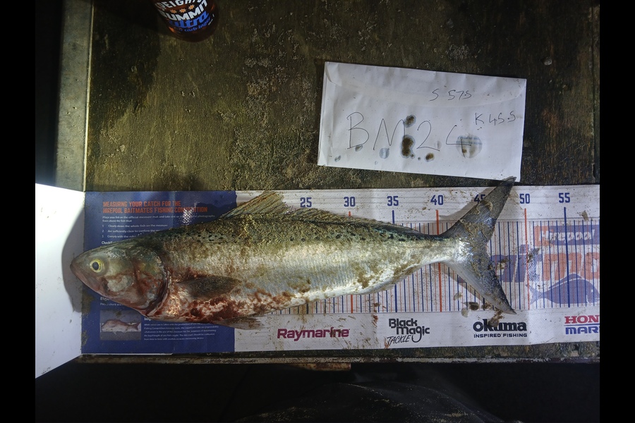 Bryce Taylor caught this 45.0cm Kahawai at Northland during The Hirepool Baitmates Fishing Comp