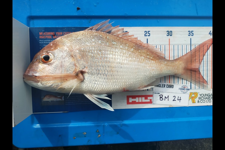 Wayne Farrow caught this 36.5cm Snapper at Bay of Plenty during The Hirepool Baitmates Fishing Comp