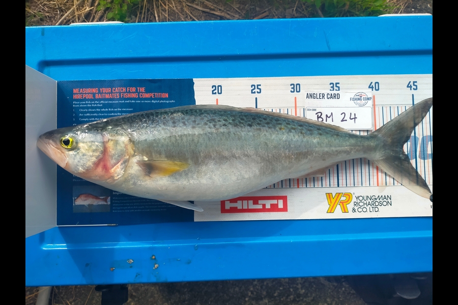 Wayne Farrow caught this 43.0cm Kahawai at Bay of Plenty during The Hirepool Baitmates Fishing Comp
