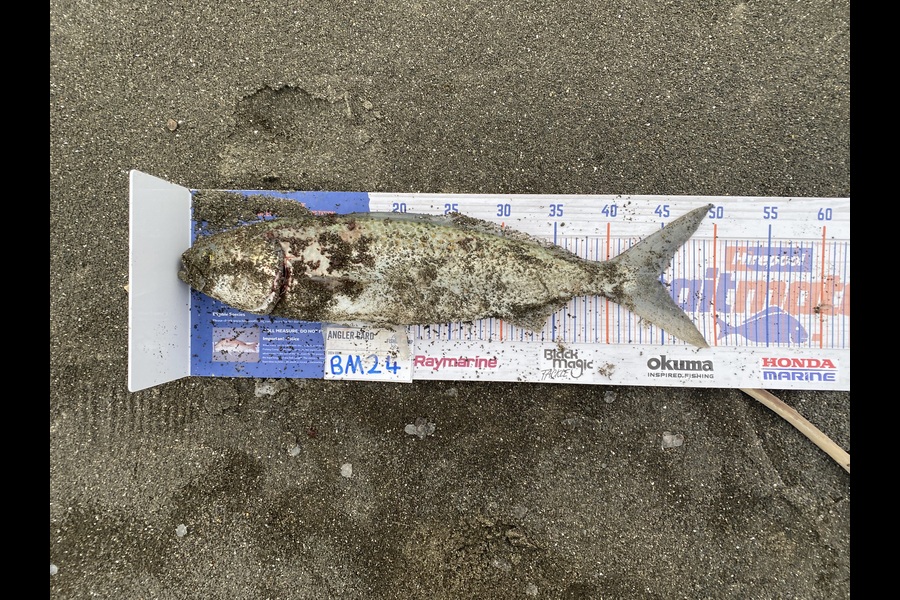 Shamus Brophy caught this 44.5cm Kahawai at Hawkes Bay during The Hirepool Baitmates Fishing Comp