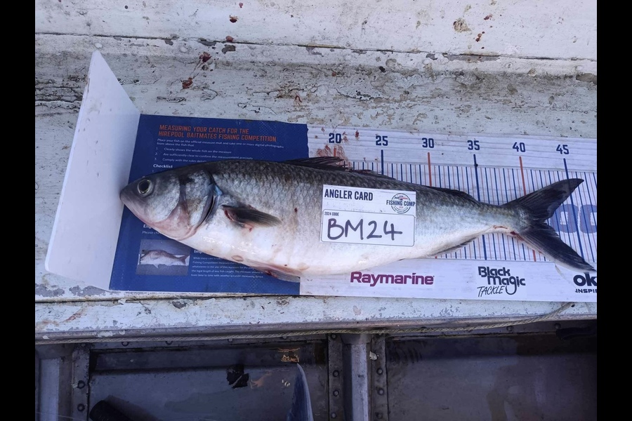 Ryan Hardie caught this 41.0cm Kahawai at Northland during The Hirepool Baitmates Fishing Comp
