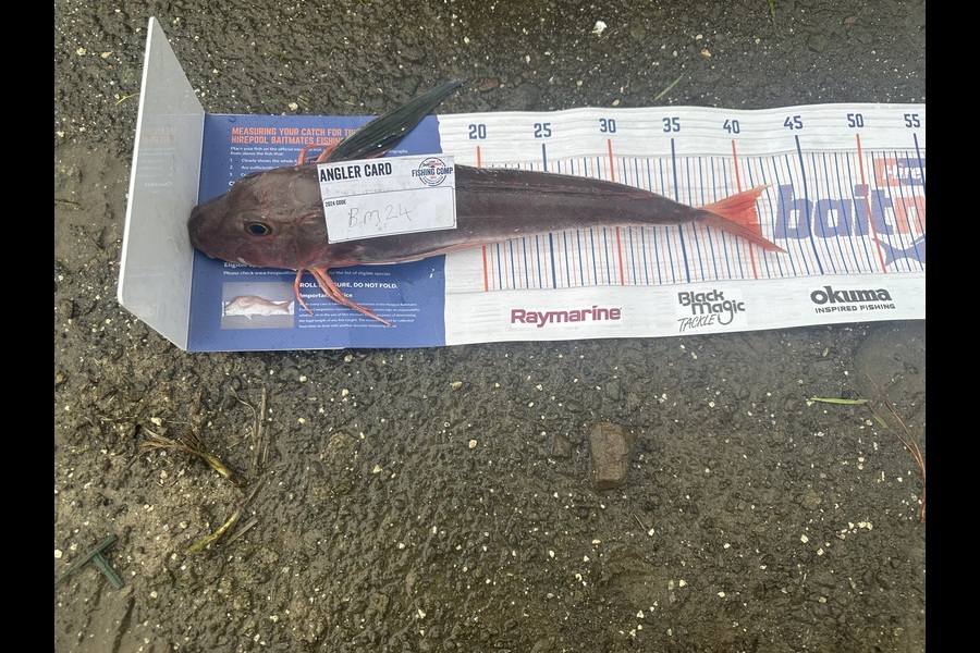 Baily Watt caught this 40.5cm Gurnard at Taranaki during The Hirepool Baitmates Fishing Comp
