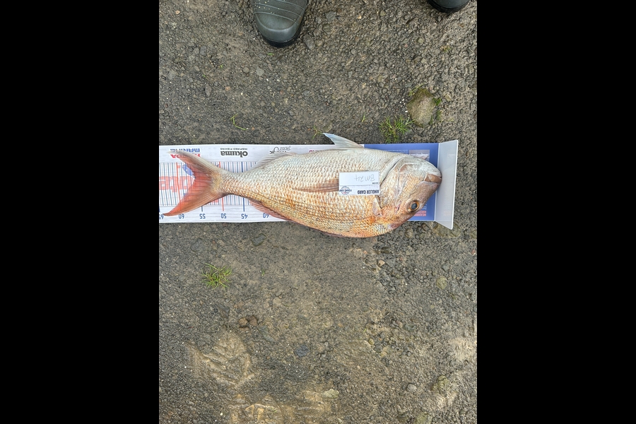 Bevan Giltrap caught this 56.0cm Snapper at Taranaki during The Hirepool Baitmates Fishing Comp