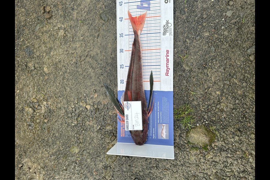 Bevan Giltrap caught this 40.5cm Gurnard at Taranaki during The Hirepool Baitmates Fishing Comp