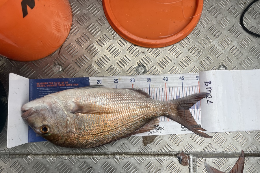 mark seymour caught this 46.5cm Snapper at Bay of Plenty during The Hirepool Baitmates Fishing Comp