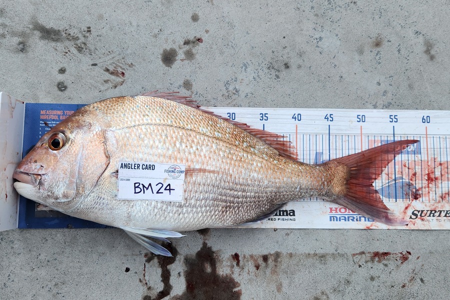 Ange Jarvis caught this 51.5cm Snapper at Wairarapa
 during The Hirepool Baitmates Fishing Comp