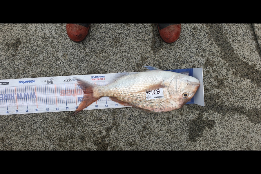Steven Beckett caught this 55.5cm Snapper at Northland during The Hirepool Baitmates Fishing Comp