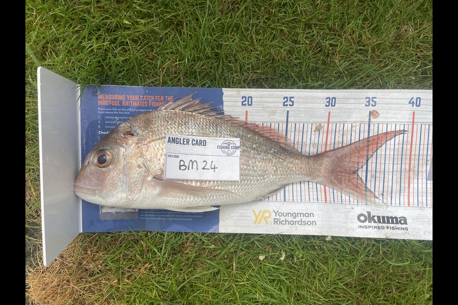 Gary Newland caught this 33.5cm Snapper at Bay of Plenty during The Hirepool Baitmates Fishing Comp