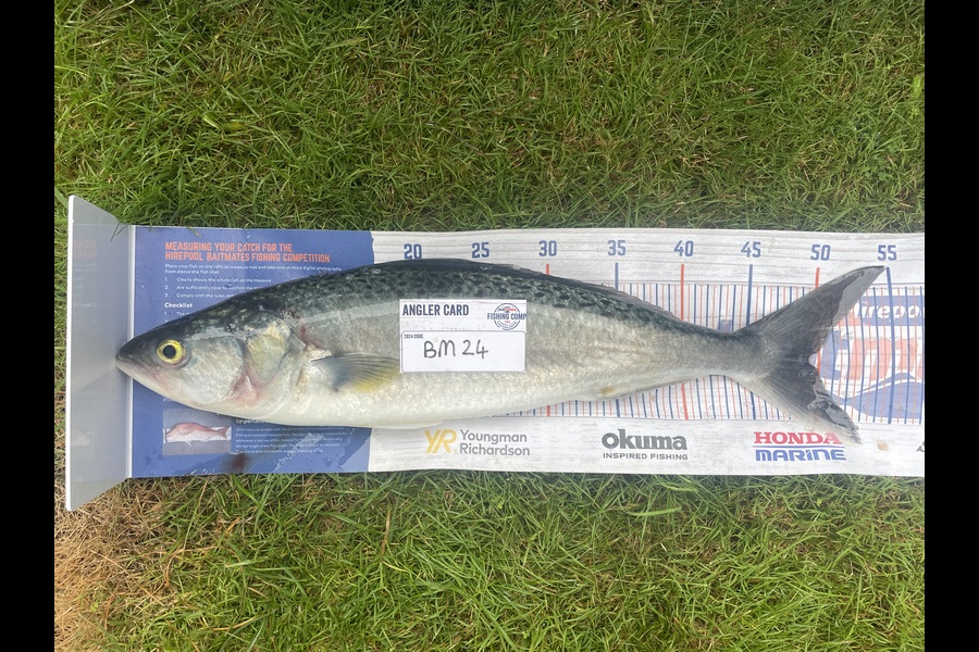 Gary Newland caught this 49.0cm Kahawai at Bay of Plenty during The Hirepool Baitmates Fishing Comp