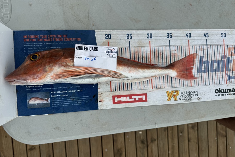 Mohi Wild caught this 40.5cm Gurnard at Wellington during The Hirepool Baitmates Fishing Comp