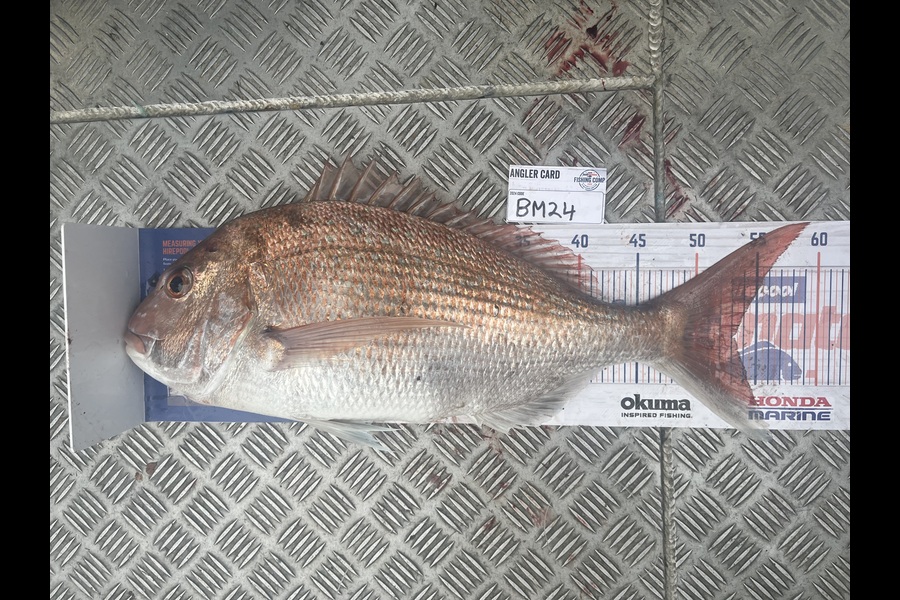 Harry Young caught this 53.0cm Snapper at Nelson/Marlborough during The Hirepool Baitmates Fishing Comp