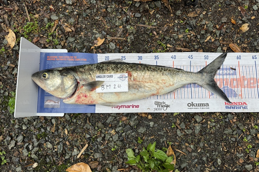 Kodi Russell-Owen caught this 52.0cm Kahawai at Northland during The Hirepool Baitmates Fishing Comp