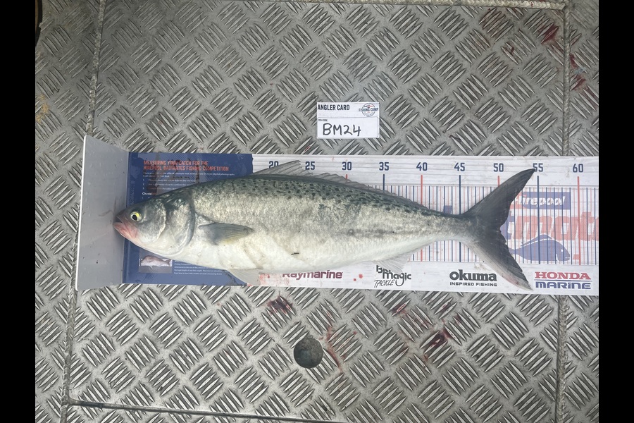 Laura Young caught this 50.0cm Kahawai at Nelson/Marlborough during The Hirepool Baitmates Fishing Comp