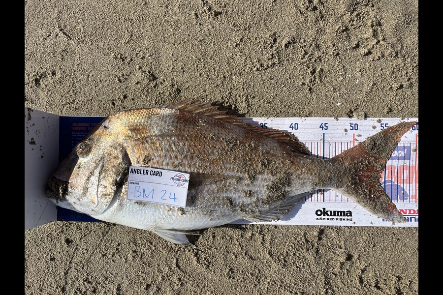 Seth Bougen caught this 54.0cm Snapper at Bay of Plenty during The Hirepool Baitmates Fishing Comp