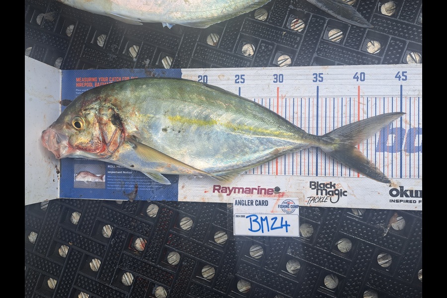 Harry Kovacs caught this 38.5cm Trevally at Wellington during The Hirepool Baitmates Fishing Comp