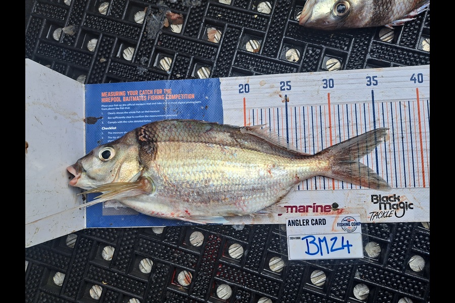 Harry Kovacs caught this 33.0cm Tarakihi at Wellington during The Hirepool Baitmates Fishing Comp