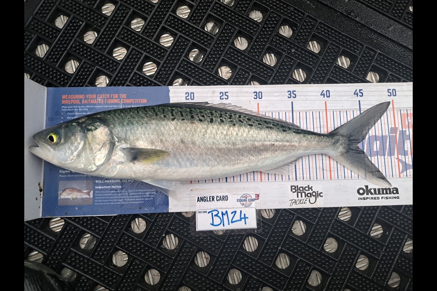 Harry Kovacs caught this 44.0cm Kahawai at Wellington during The Hirepool Baitmates Fishing Comp