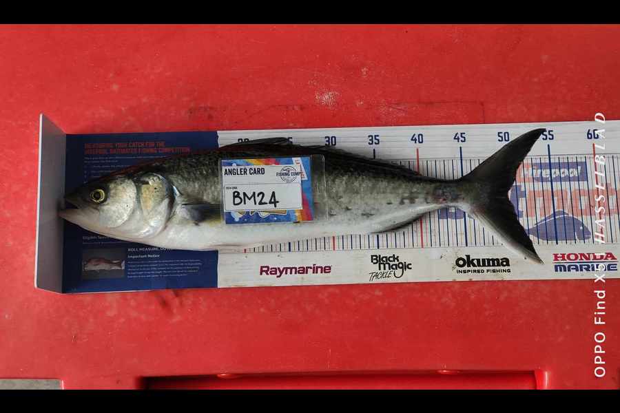 Zayn Haretuku caught this 50.0cm Kahawai at Northland during The Hirepool Baitmates Fishing Comp