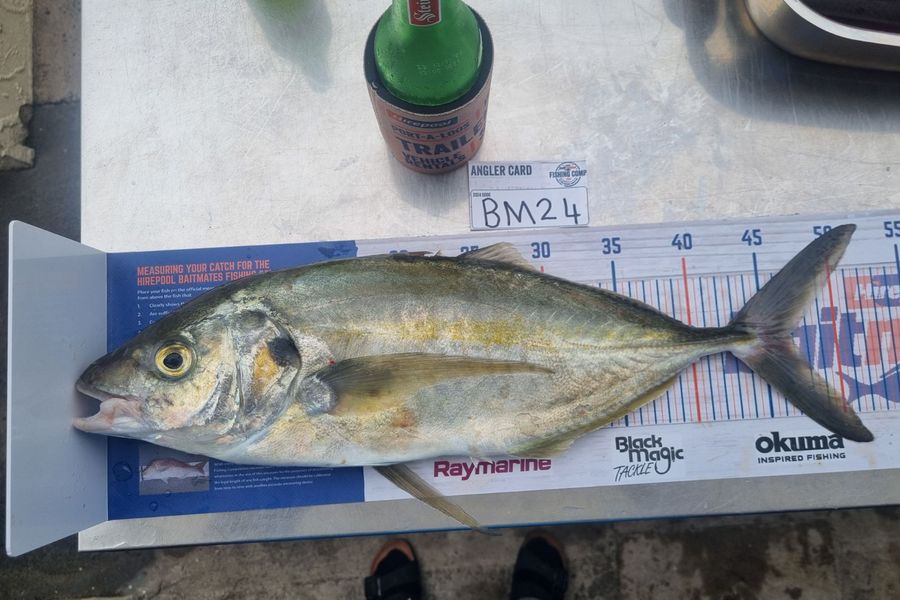 Quentin Edge caught this 46.5cm Trevally at Bay of Plenty during The Hirepool Baitmates Fishing Comp