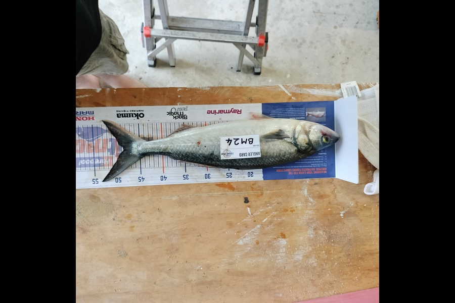 Aaron Moore caught this 48.5cm Kahawai at Bay of Plenty during The Hirepool Baitmates Fishing Comp