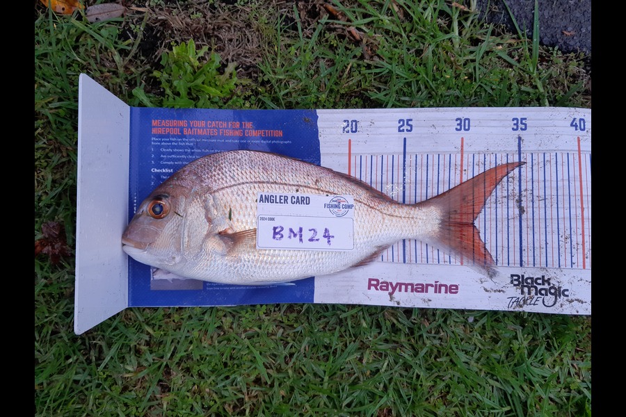 Michelle Gregory caught this 31.0cm Snapper at Coromandel during The Hirepool Baitmates Fishing Comp