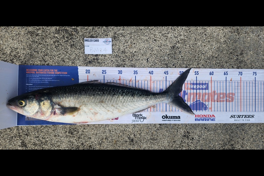 Matt Prescott caught this 49.0cm Kahawai at Wellington during The Hirepool Baitmates Fishing Comp