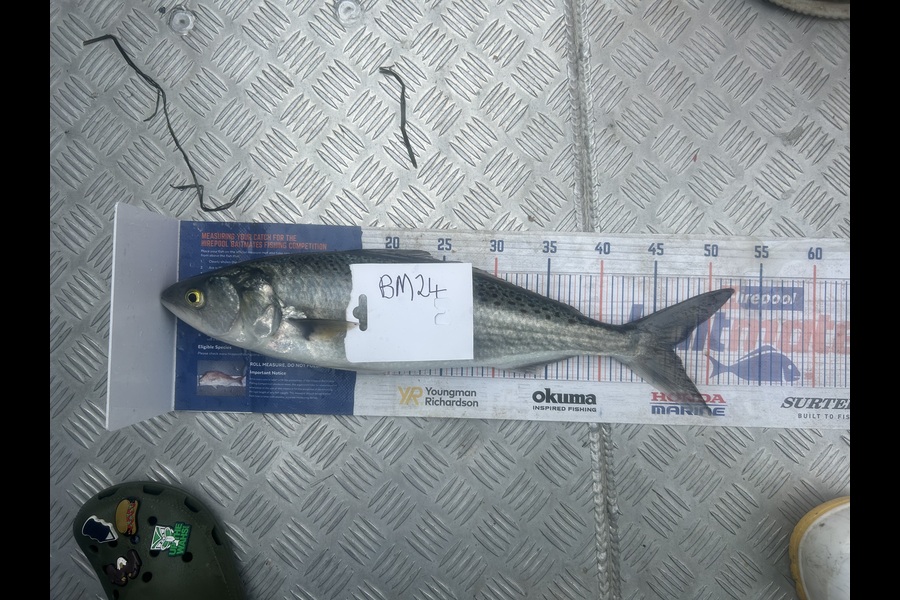 Craig Jones caught this 46.5cm Kahawai at Bay of Plenty during The Hirepool Baitmates Fishing Comp