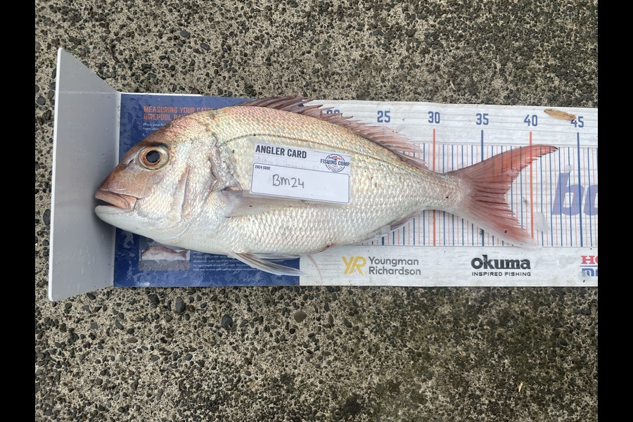 Niamh McGuane caught this 37.0cm Snapper at East Cape during The Hirepool Baitmates Fishing Comp