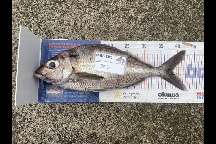 Niamh McGuane caught this 38.5cm Tarakihi at East Cape during The Hirepool Baitmates Fishing Comp