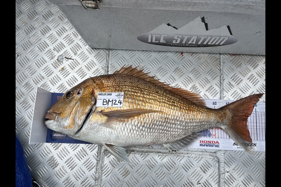 Paul Olson caught this 71.5cm Snapper at Wellington during The Hirepool Baitmates Fishing Comp
