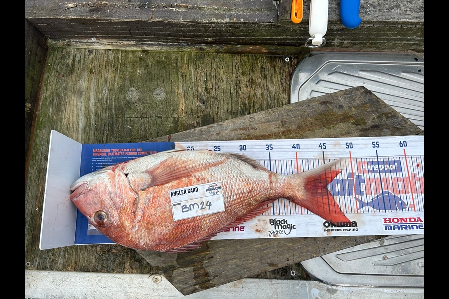 Nikita Bain caught this 44.5cm Snapper at Bay of Plenty during The Hirepool Baitmates Fishing Comp
