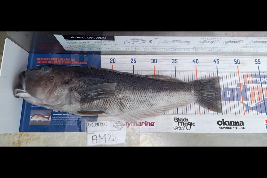 Ray Van Driel caught this 45.0cm Blue Cod at Wellington during The Hirepool Baitmates Fishing Comp