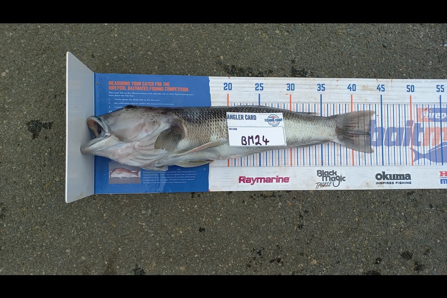 Kelvin Mckay caught this 43.0cm Blue Cod at Otago during The Hirepool Baitmates Fishing Comp