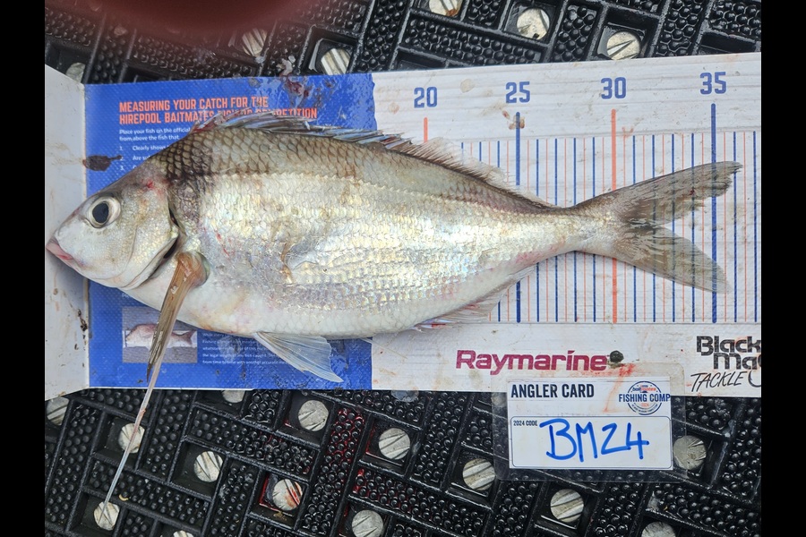 David Kovacs caught this 32.0cm Tarakihi at Wellington during The Hirepool Baitmates Fishing Comp