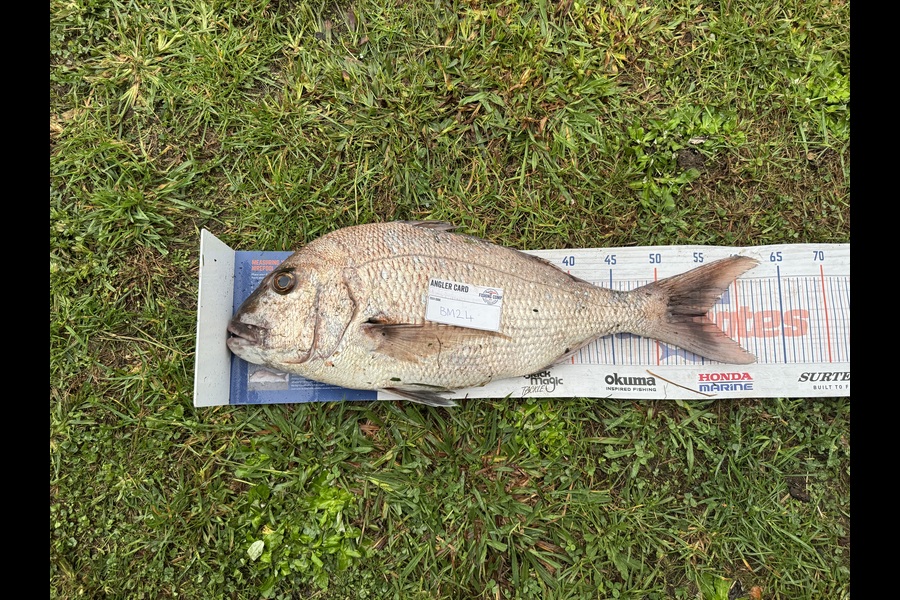 Jon Guillard caught this 55.5cm Snapper at Bay of Plenty during The Hirepool Baitmates Fishing Comp