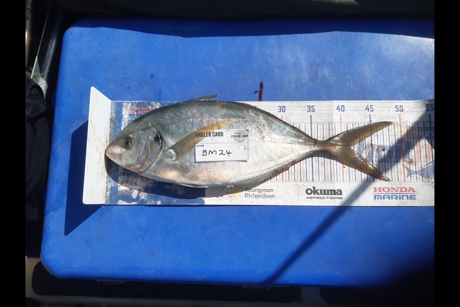 Clinton Emtage caught this 41.5cm Trevally at Northland during The Hirepool Baitmates Fishing Comp