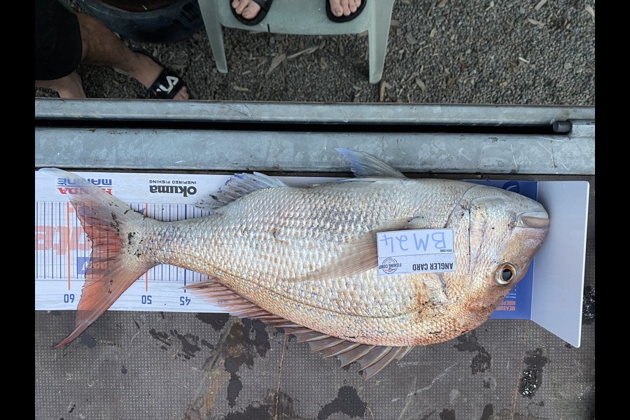 Andrew Russell caught this 57.0cm Snapper at Manawatu during The Hirepool Baitmates Fishing Comp
