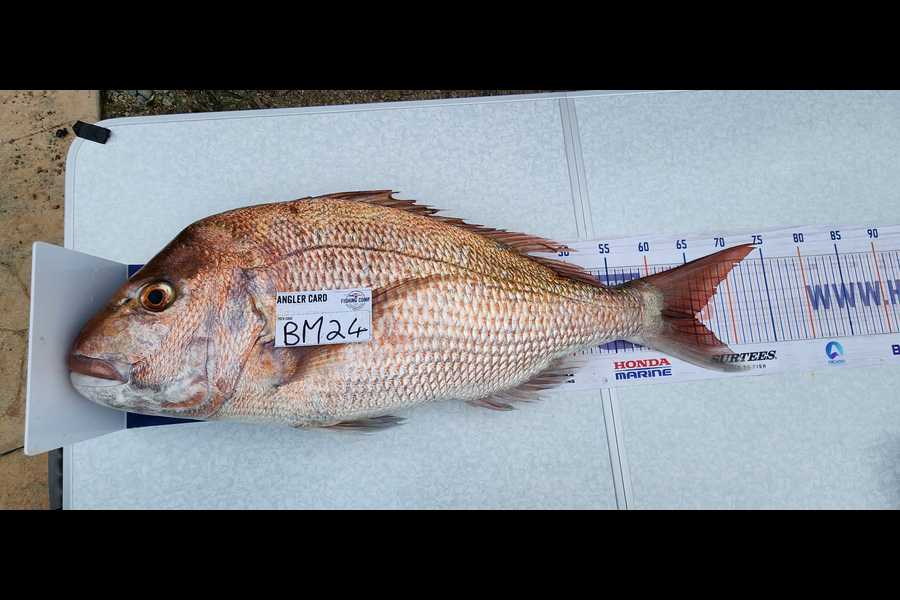 Pieter Meiring caught this 65.0cm Snapper at Nelson/Marlborough during The Hirepool Baitmates Fishing Comp