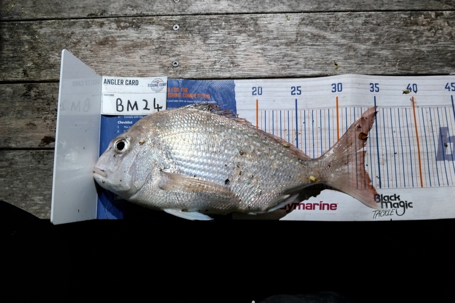 Luke Crosbie caught this 33.0cm Snapper at Nelson/Marlborough during The Hirepool Baitmates Fishing Comp