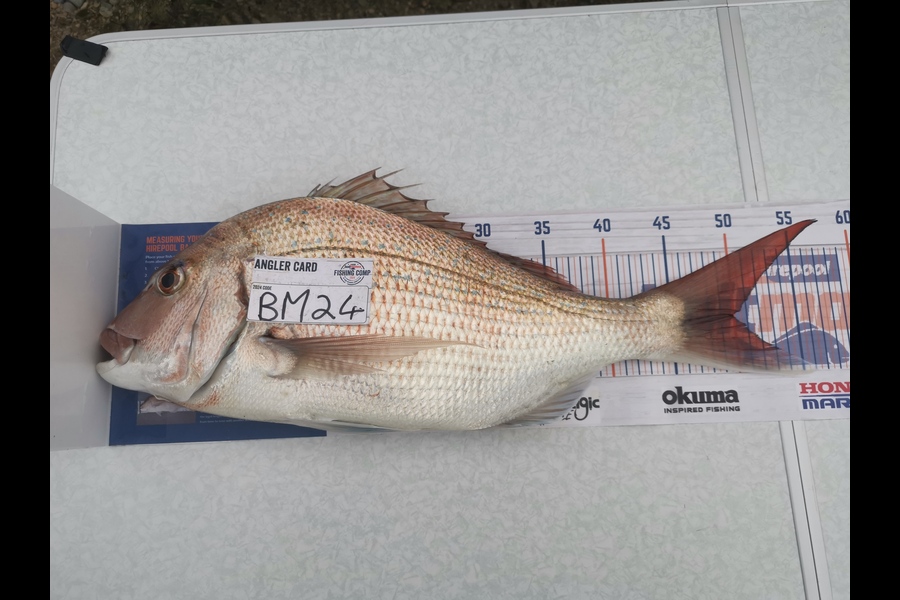 Ava Meiring caught this 50.0cm Snapper at Nelson/Marlborough during The Hirepool Baitmates Fishing Comp