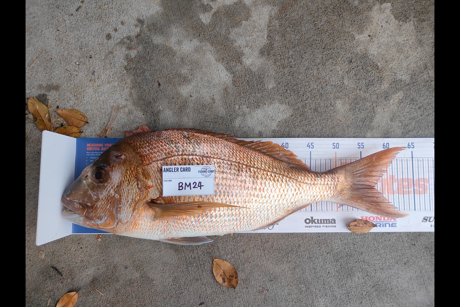Clynt Short caught this 57.0cm Snapper at Bay of Plenty during The Hirepool Baitmates Fishing Comp