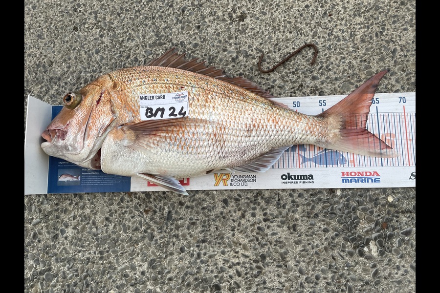 Geoff Crofts caught this 61.5cm Snapper at Wellington during The Hirepool Baitmates Fishing Comp