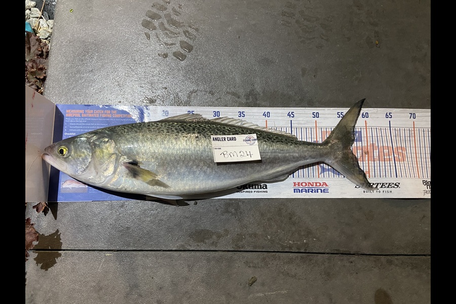 Sharon Cane caught this 56.5cm Kahawai at Canterbury during The Hirepool Baitmates Fishing Comp