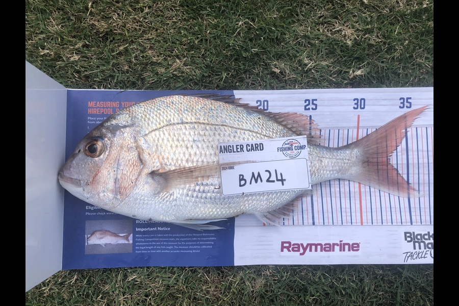 Jason Marshall caught this 33.0cm Snapper at Wellington during The Hirepool Baitmates Fishing Comp