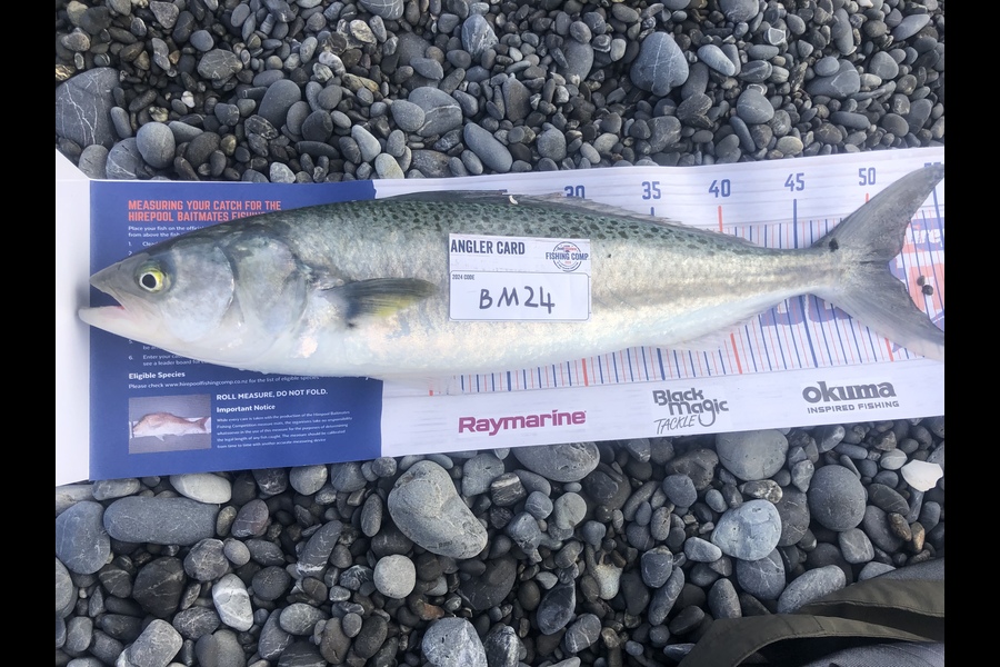 Jason Marshall caught this 51.0cm Kahawai at Wellington during The Hirepool Baitmates Fishing Comp